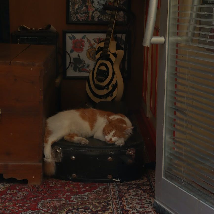 White and orange cat lying down on guitar case